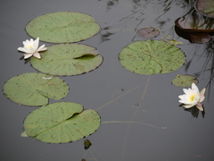 Nymphaea alba