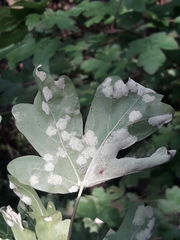 Aceria macrocheluserinea