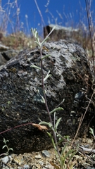 Lessingia micradenia micradenia
