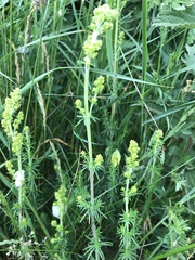 Galium verum