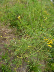 Sisymbrium officinale