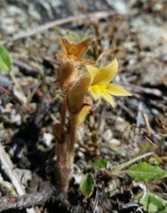 Aphyllon franciscanum