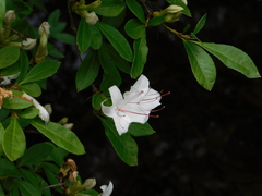 Rhododendron arborescens