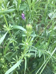 Galium aparine