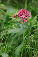 Centranthus ruber