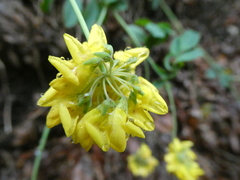 Coronilla coronata