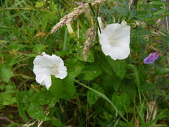 Calystegia sepium