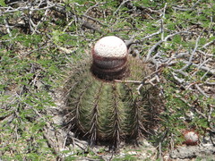 Melocactus macracanthos