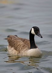 Branta canadensis