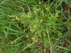 Sisymbrium officinale