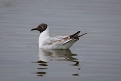 Chroicocephalus ridibundus