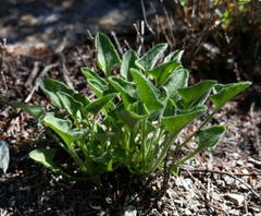 Calystegia subacaulis subacaulis