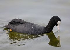 Fulica atra