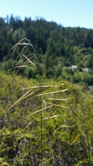 Bromus laevipes