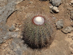 Melocactus macracanthos