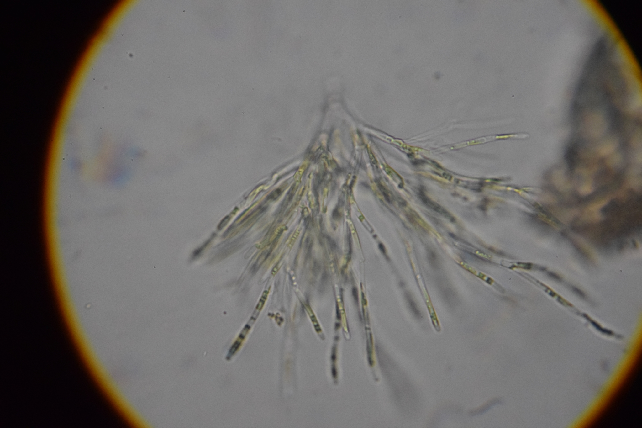 Microthamnion strictissimum