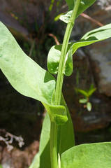 Symphyotrichum greatae
