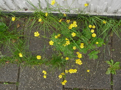 Ranunculus repens