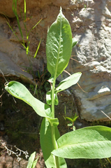 Symphyotrichum greatae