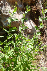 Symphyotrichum greatae