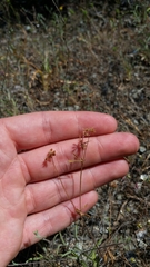 Trifolium bifidum decipiens
