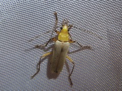 Chauliognathus cinguliventris