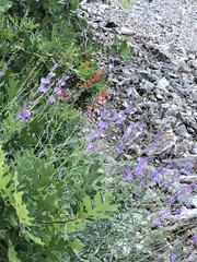 Penstemon sepalulus