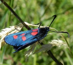 Zygaena lonicerae