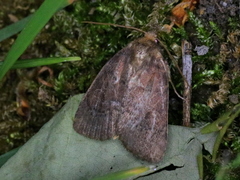 Orthodes cynica