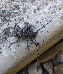 Aegomorphus clavipes