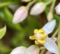 Dianella nigra