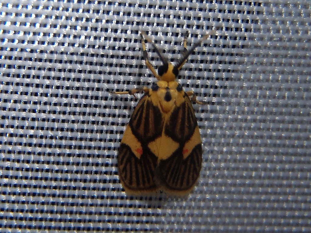 Prepiella pexicera