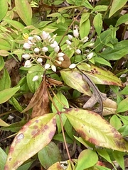 Dianella nigra