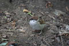 Passer montanus