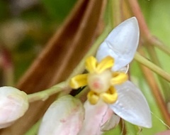 Dianella nigra