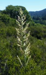 Calamagrostis ophitidis