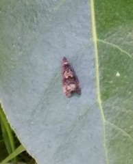 Syricoris lacunana