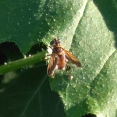 Galactomyia