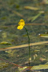 Utricularia gibba