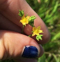 Hypericum gymnanthum
