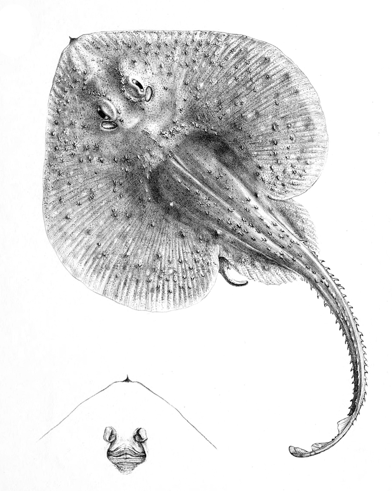 Spade Sandskate