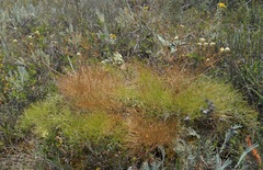 Prangos trifida