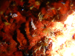 Facelina rubrovittata