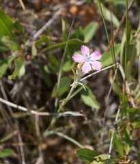 Dianthus humilis