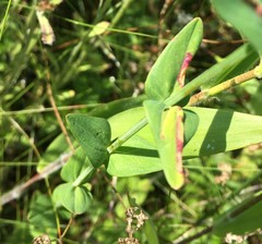 Hypericum gymnanthum