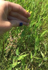 Hypericum gymnanthum