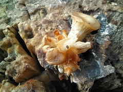 Corylophidae