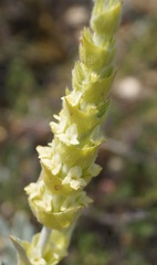 Sideritis