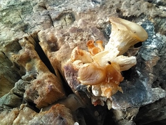 Corylophidae