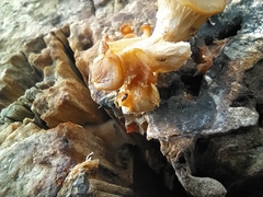Corylophidae